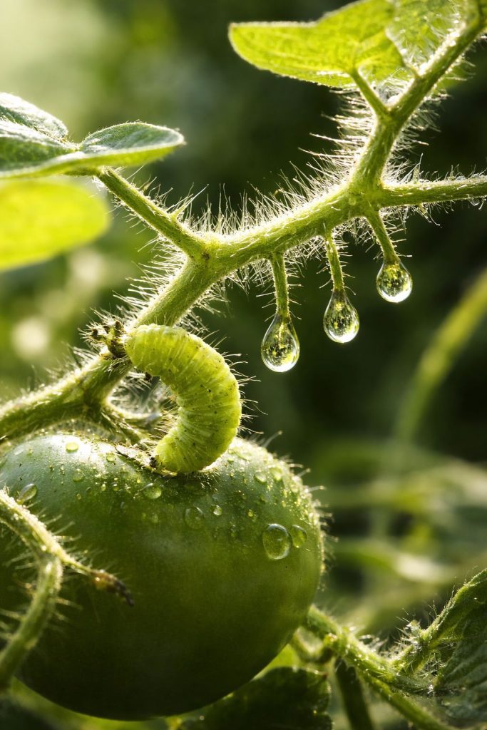 caterpillar on tomato plant showing how plants defend themselves using natural chemical defense caterpillar on tomato plant showing how plants defend themselves using natural chemical defense