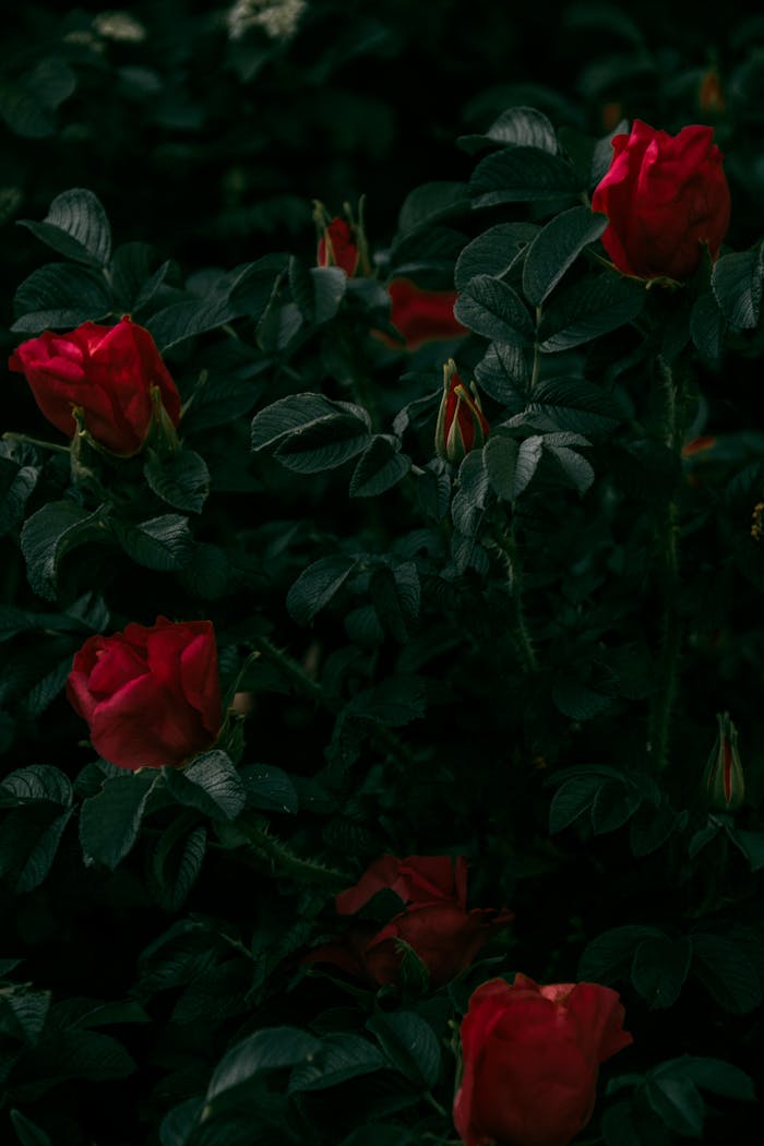Captivating dark-themed image of vibrant red roses surrounded by lush green leaves in a garden.