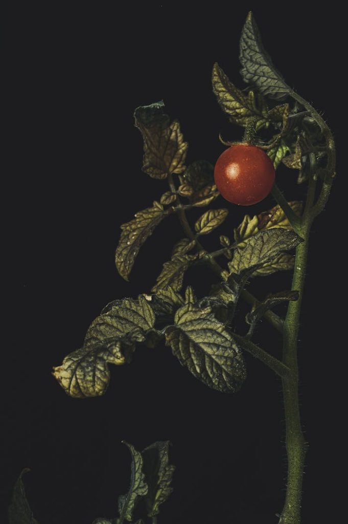 A ripe red tomato growing among dark green leaves, capturing freshness and organic growth. A ripe red tomato growing among dark green leaves, capturing freshness and organic growth.