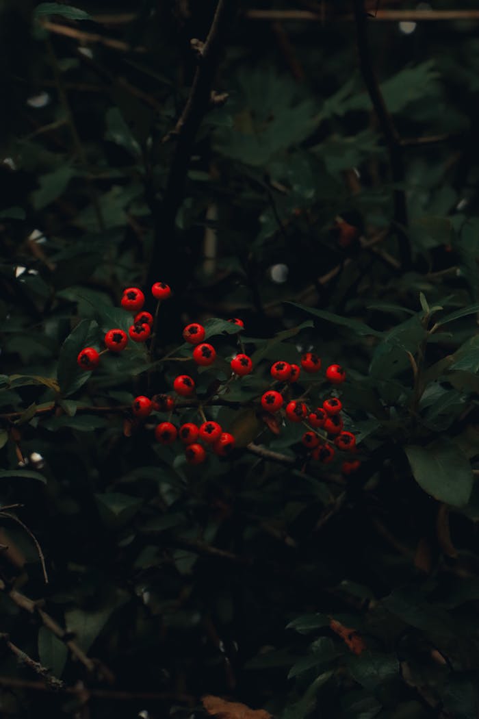 Moody forest scene featuring dark green leaves and vibrant red berries in natural light.