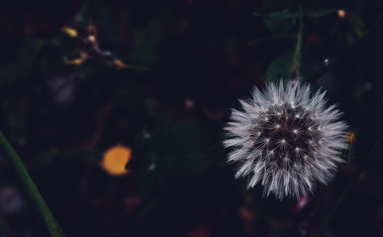Detailed macro shot of a dandelion seed head against a dark, natural background.