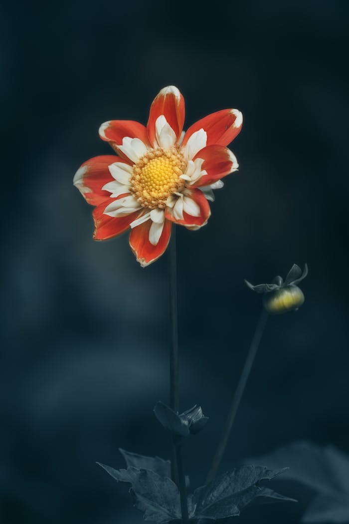 Close-up of a red and white flower with a vibrant yellow center on a dark moody background.