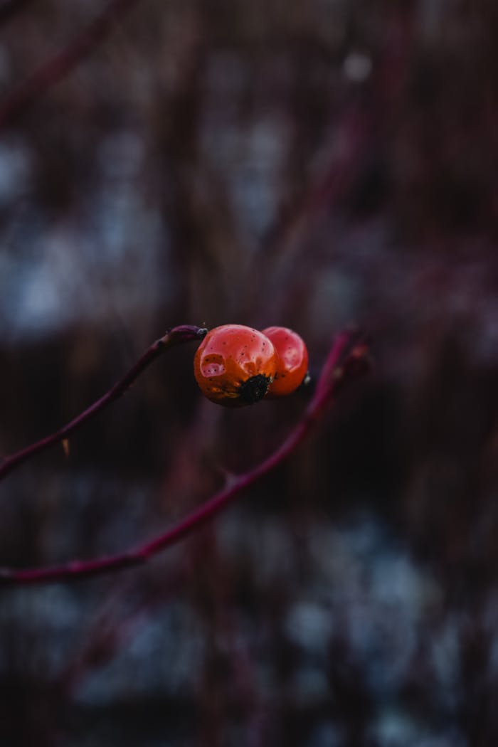 A detailed close-up of two vibrant wild berries against a muted background, capturing nature's beauty.
