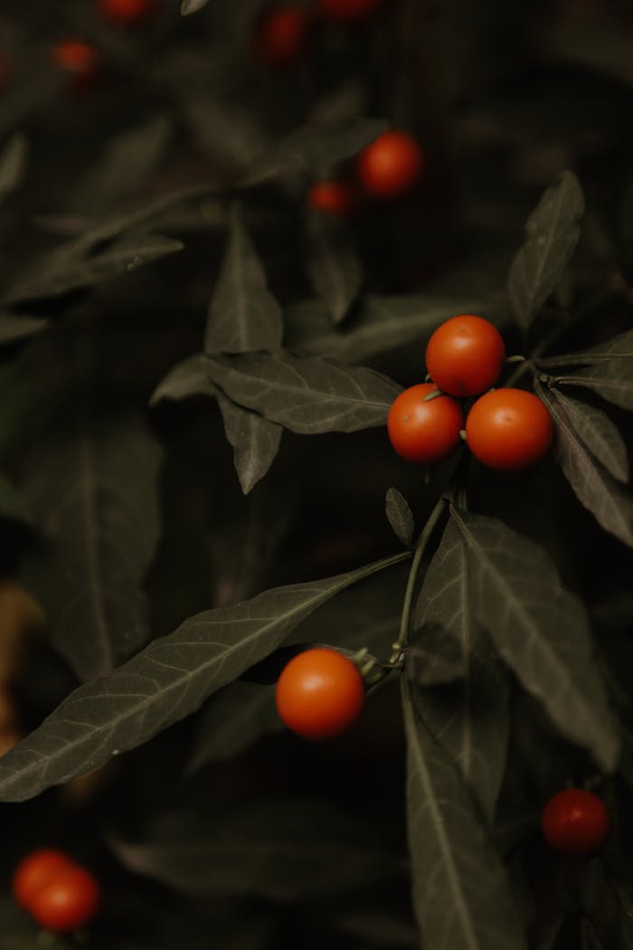 Close-up of ripe cherry tomatoes with green leaves, highlighting their freshness and vibrant color.